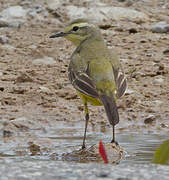 Western Yellow Wagtail