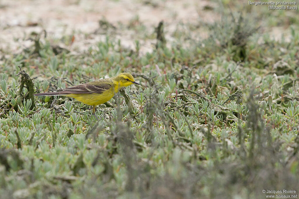 Western Yellow Wagtail male adult breeding, identification