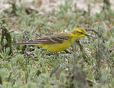 Western Yellow Wagtail