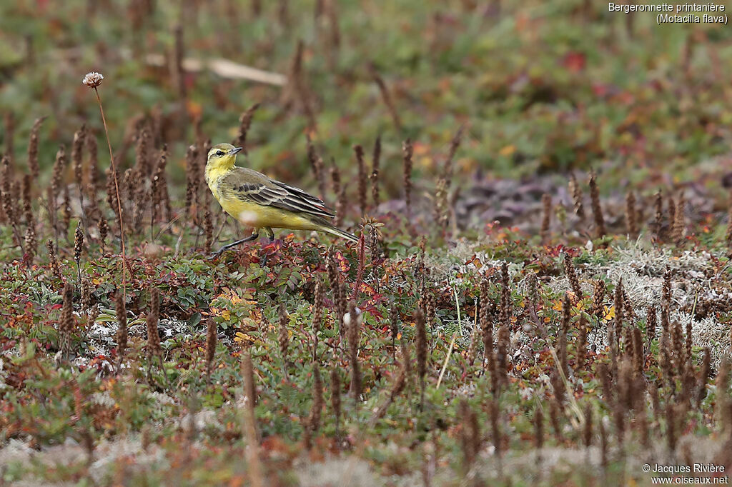 Western Yellow Wagtailadult post breeding, identification