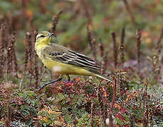 Western Yellow Wagtail