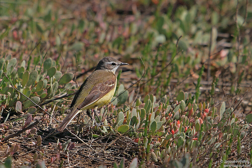 Western Yellow Wagtail female adult breeding