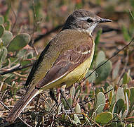 Western Yellow Wagtail