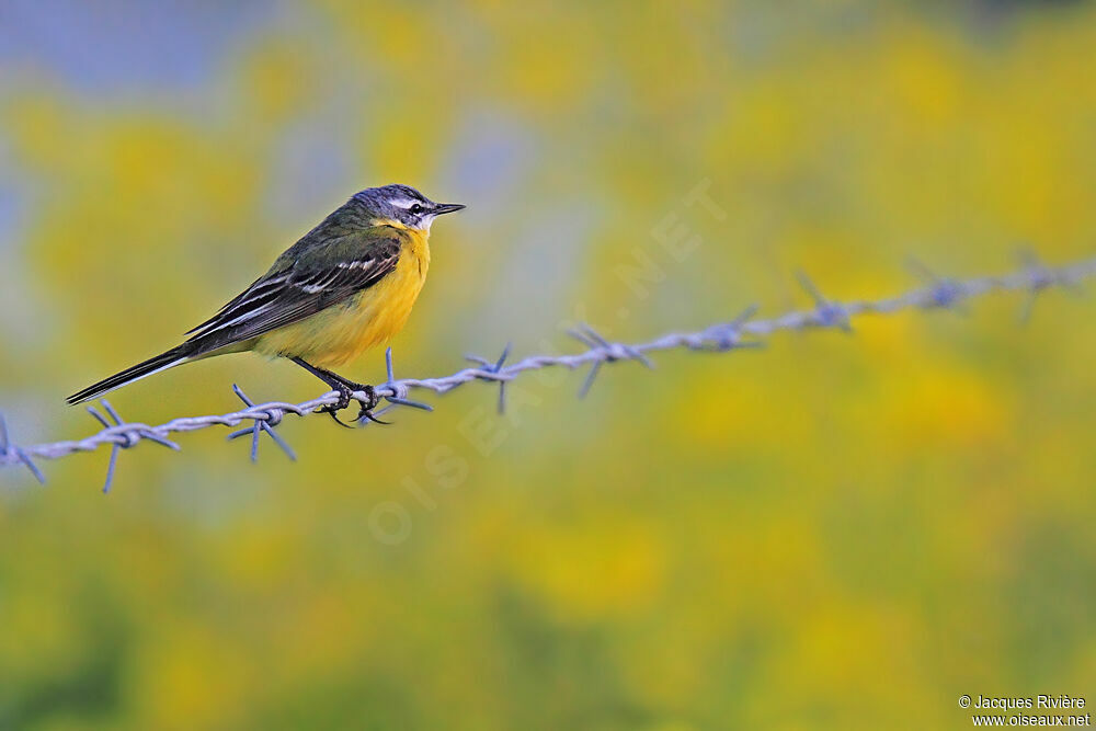 Western Yellow Wagtail male adult breeding