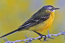 Western Yellow Wagtail