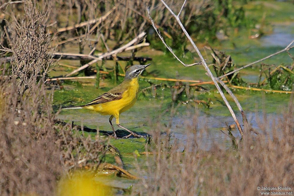 Western Yellow Wagtail male adult breeding