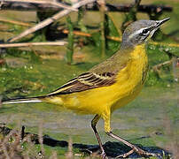 Western Yellow Wagtail