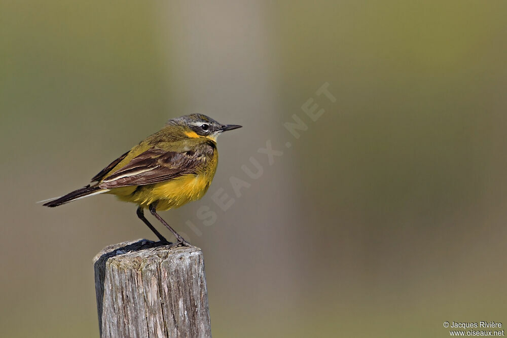 Western Yellow Wagtail male adult breeding