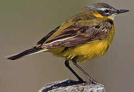 Western Yellow Wagtail