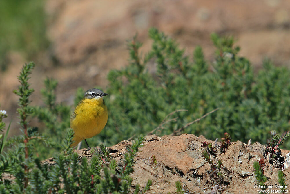 Western Yellow Wagtail male adult breeding