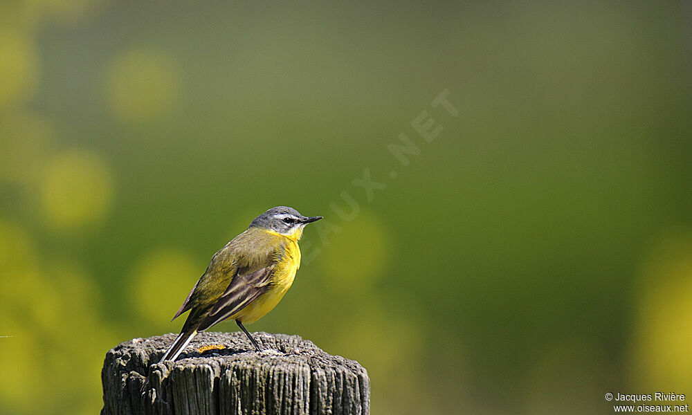 Western Yellow Wagtail male adult