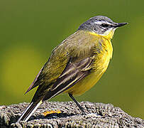 Western Yellow Wagtail