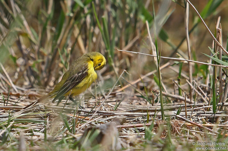 Western Yellow Wagtail male adult breeding, Behaviour