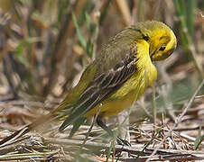 Western Yellow Wagtail