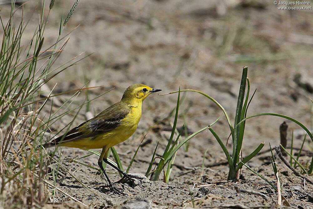 Western Yellow Wagtail male adult breeding