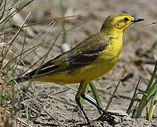 Western Yellow Wagtail