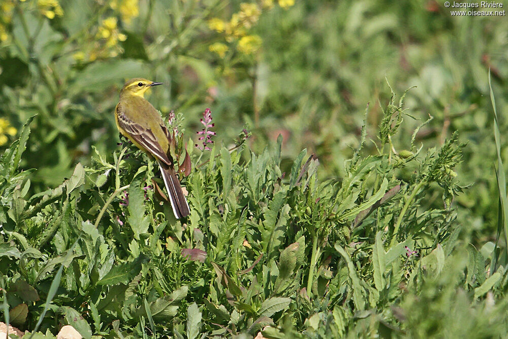 Western Yellow Wagtail male adult breeding