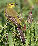 Western Yellow Wagtail