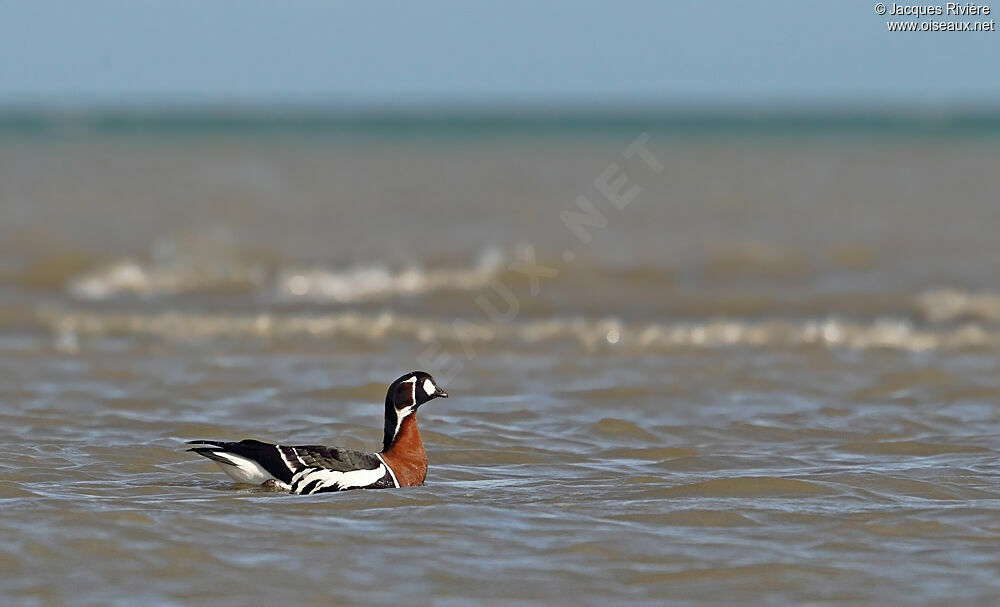 Red-breasted Gooseadult post breeding