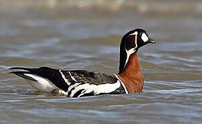 Red-breasted Goose