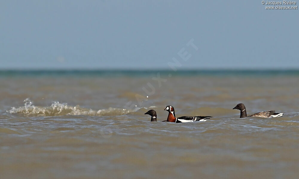 Red-breasted Gooseadult post breeding