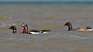 Red-breasted Goose