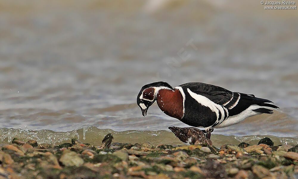 Red-breasted Goose