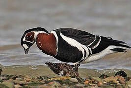 Red-breasted Goose