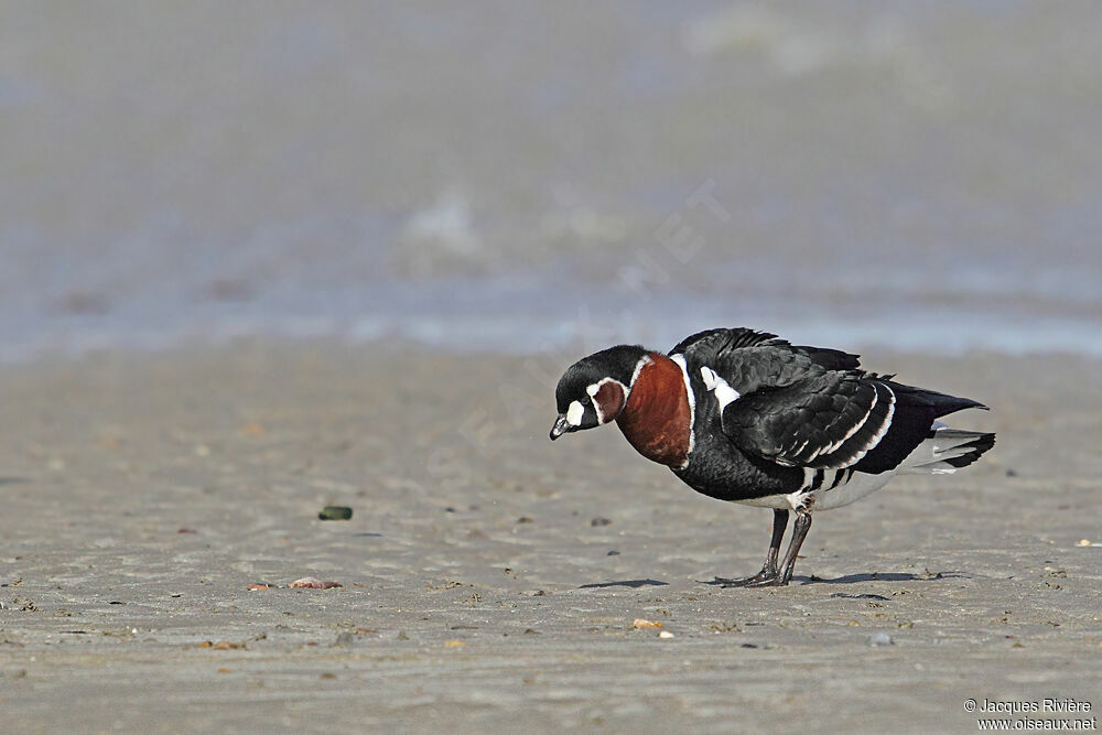 Red-breasted Gooseadult post breeding