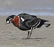 Red-breasted Goose