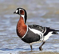 Red-breasted Goose