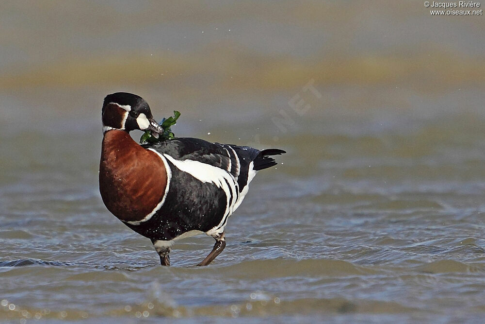 Red-breasted Gooseadult post breeding