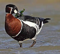 Red-breasted Goose