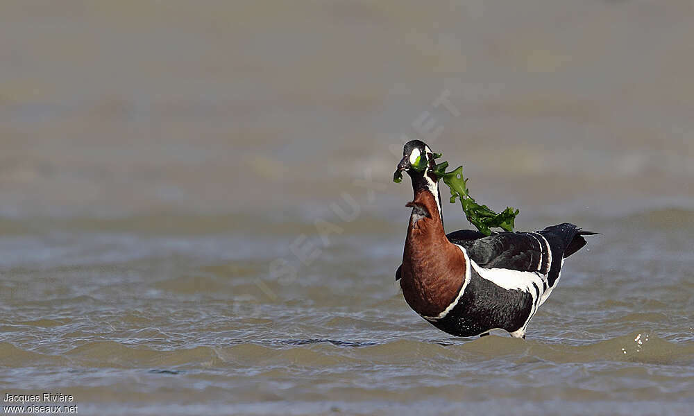 Red-breasted Gooseadult post breeding, eats