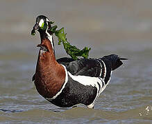 Red-breasted Goose