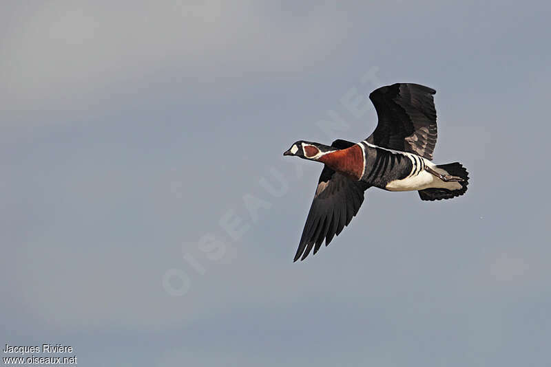 Red-breasted Gooseadult, Flight
