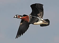 Red-breasted Goose