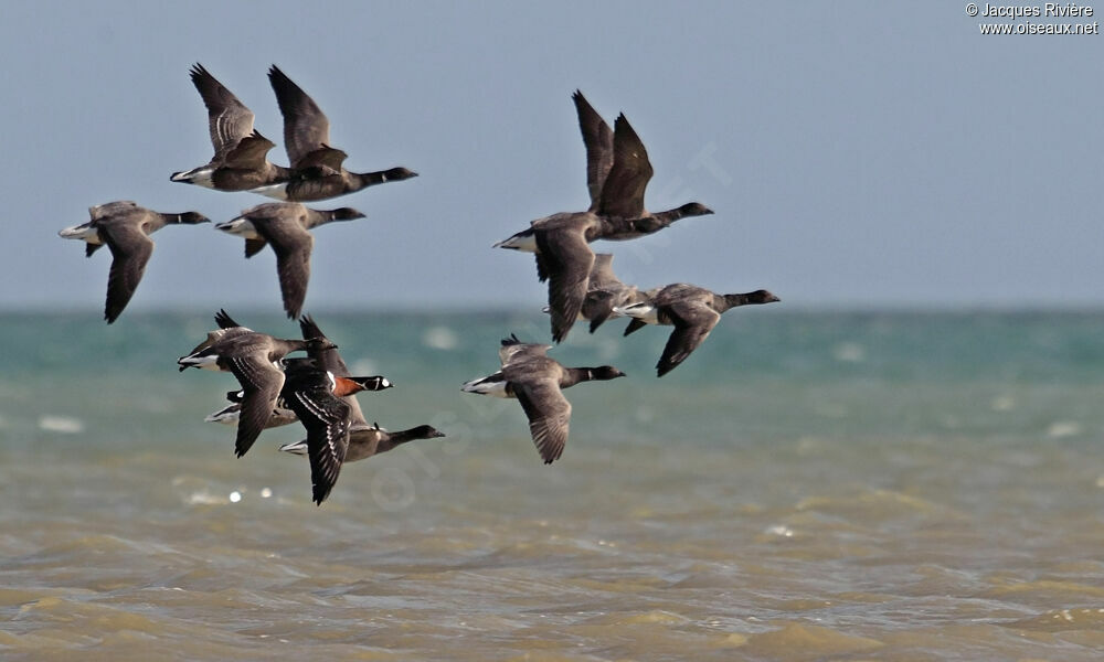 Red-breasted Gooseadult post breeding, Flight