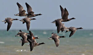 Red-breasted Goose