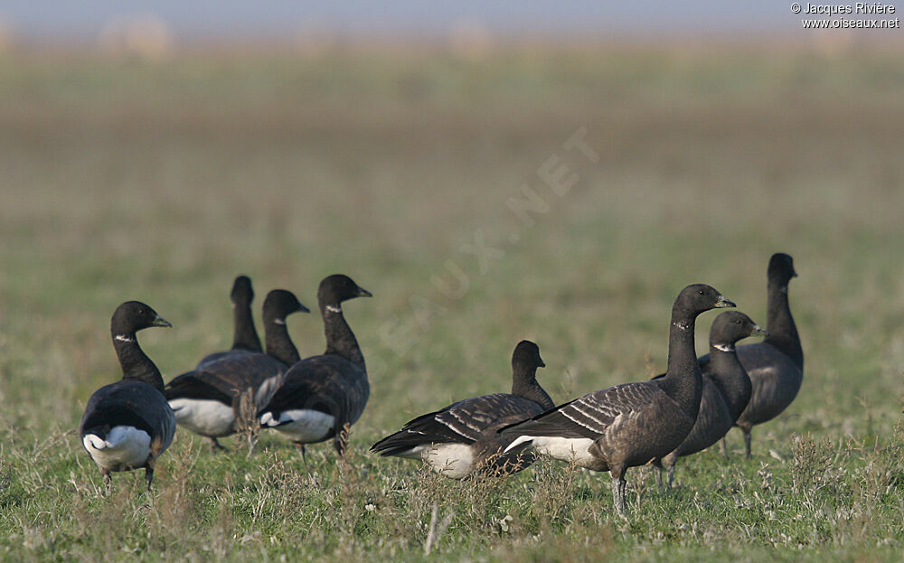 Brant Gooseadult post breeding