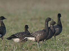 Brant Goose