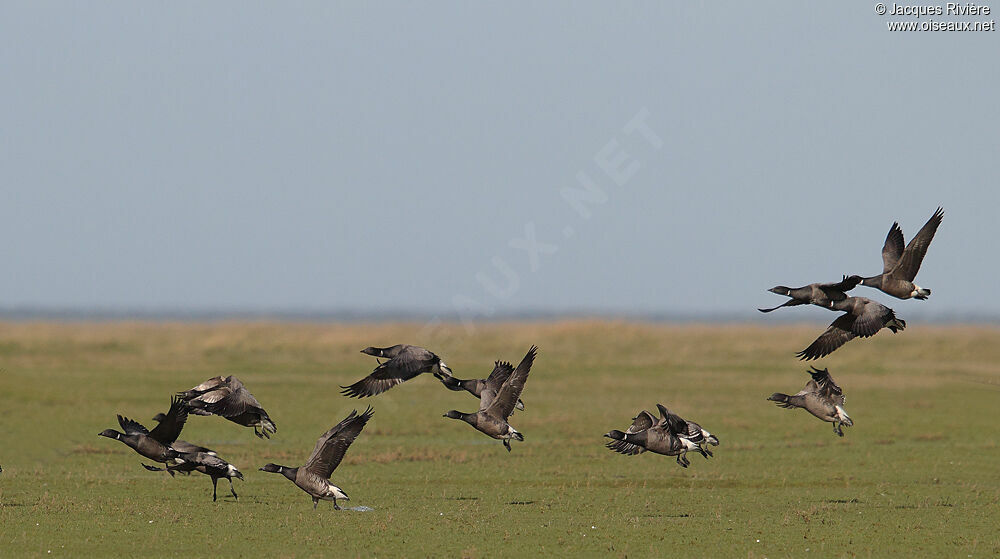 Brant Gooseadult, Flight