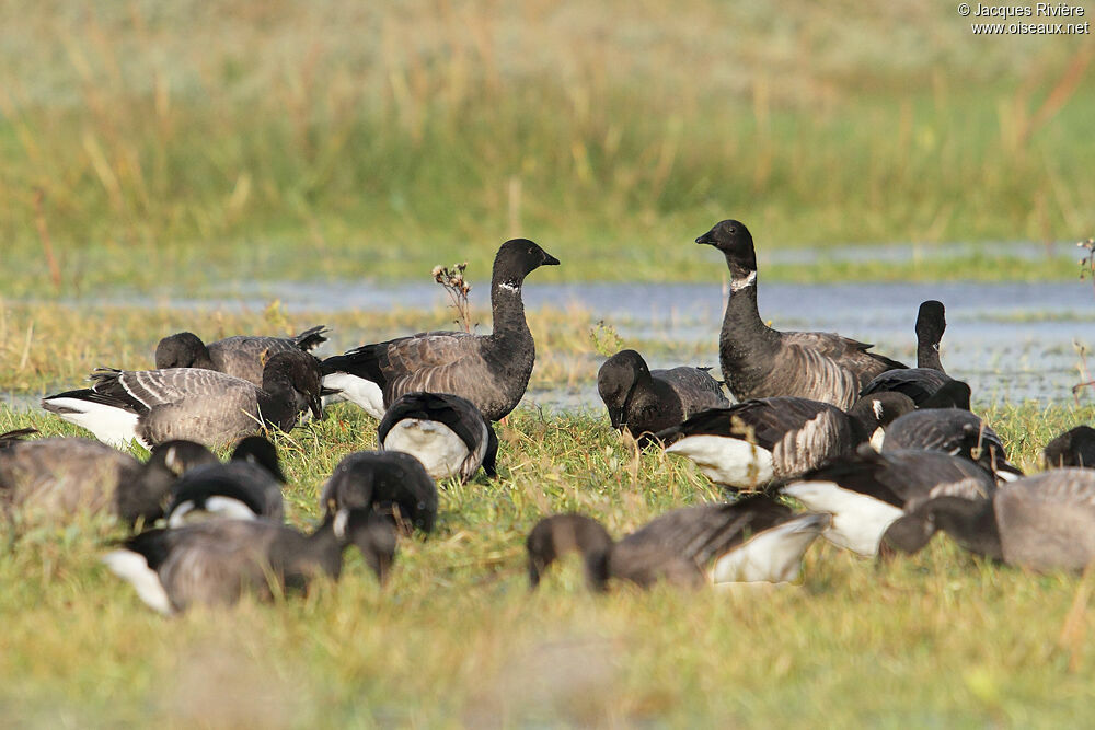 Brant Gooseadult post breeding