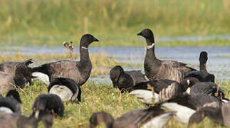 Brant Goose