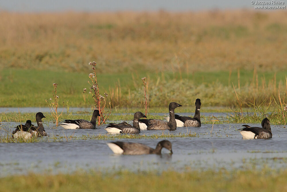 Brant Gooseadult post breeding