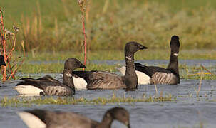 Brant Goose