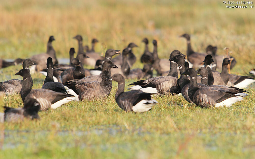 Brant Gooseadult post breeding