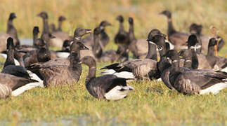 Brant Goose