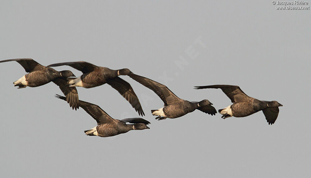 Brant Gooseadult post breeding, Flight