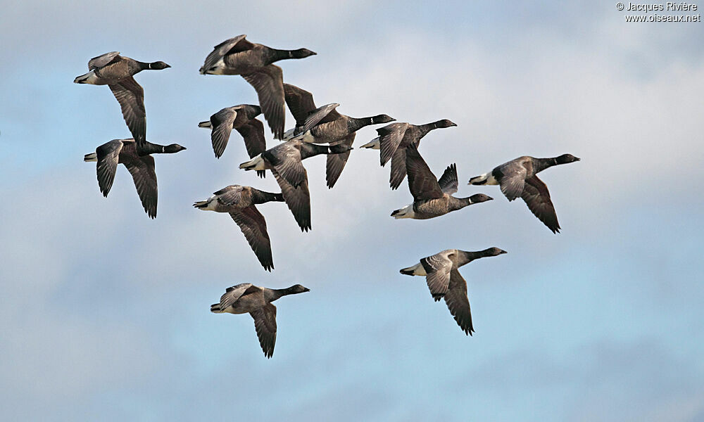 Brant Gooseadult post breeding, Flight